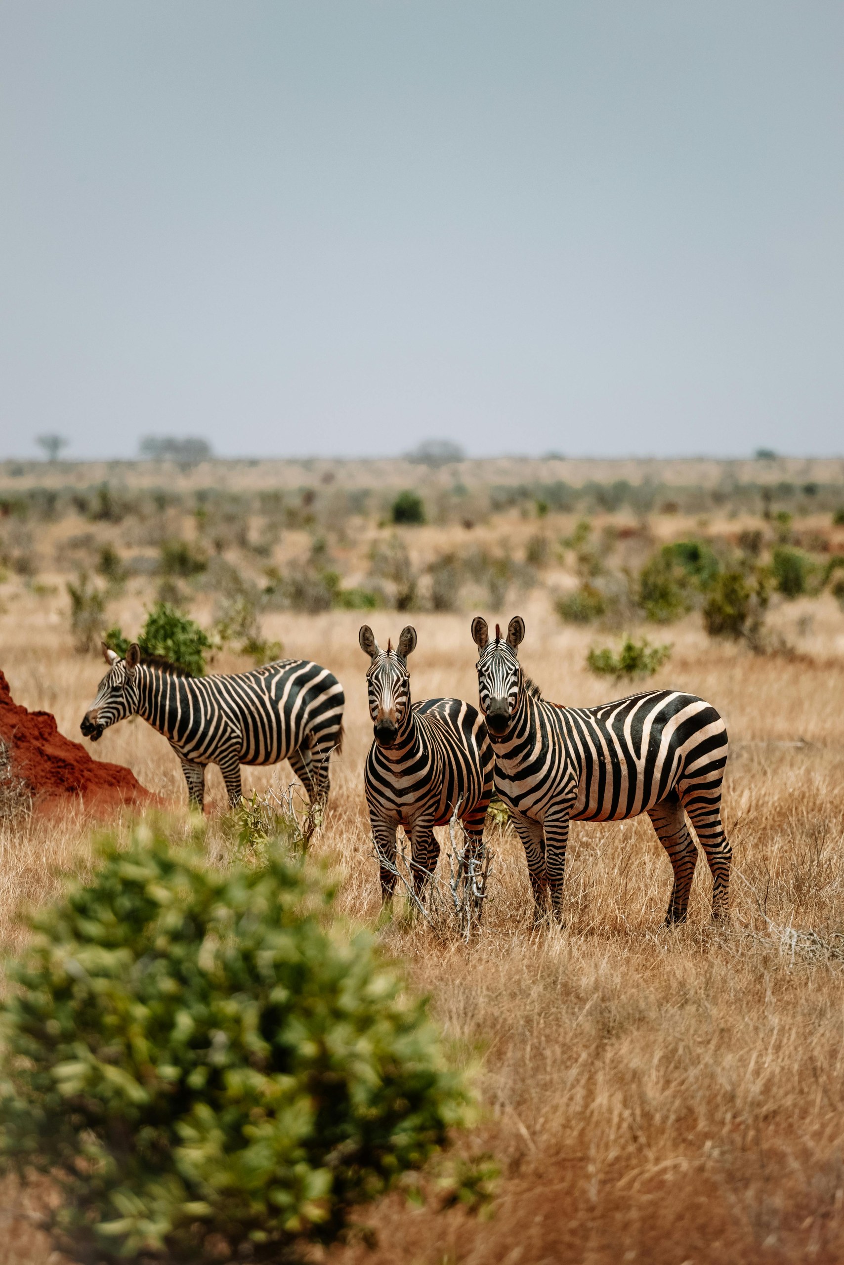 Hügel in Tsavo West